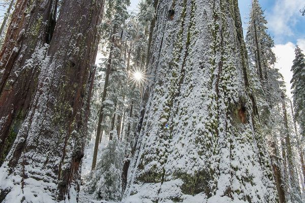 Sederquist, Betty 아티스트의 Usa-California Fresh snow on giant sequoias in Calaveras Big Trees State Park near Murphys작품입니다.